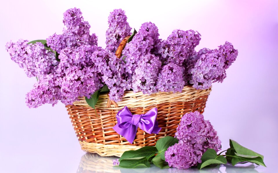 Basket lilac bow photo