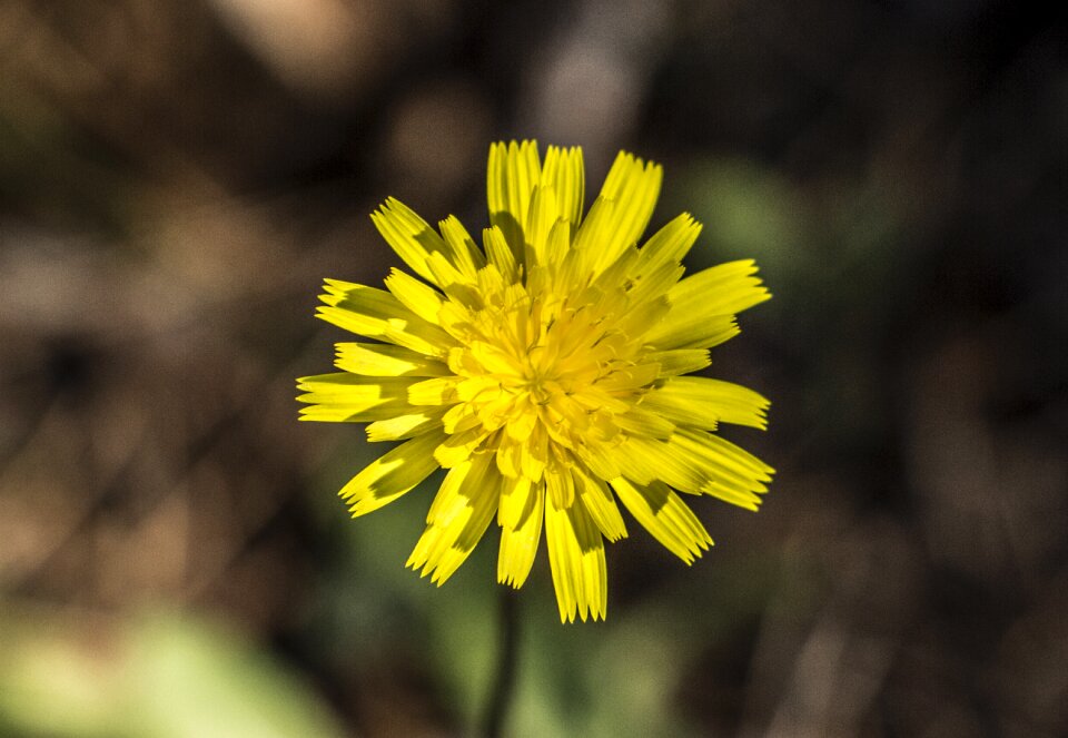 Nature garden blossom