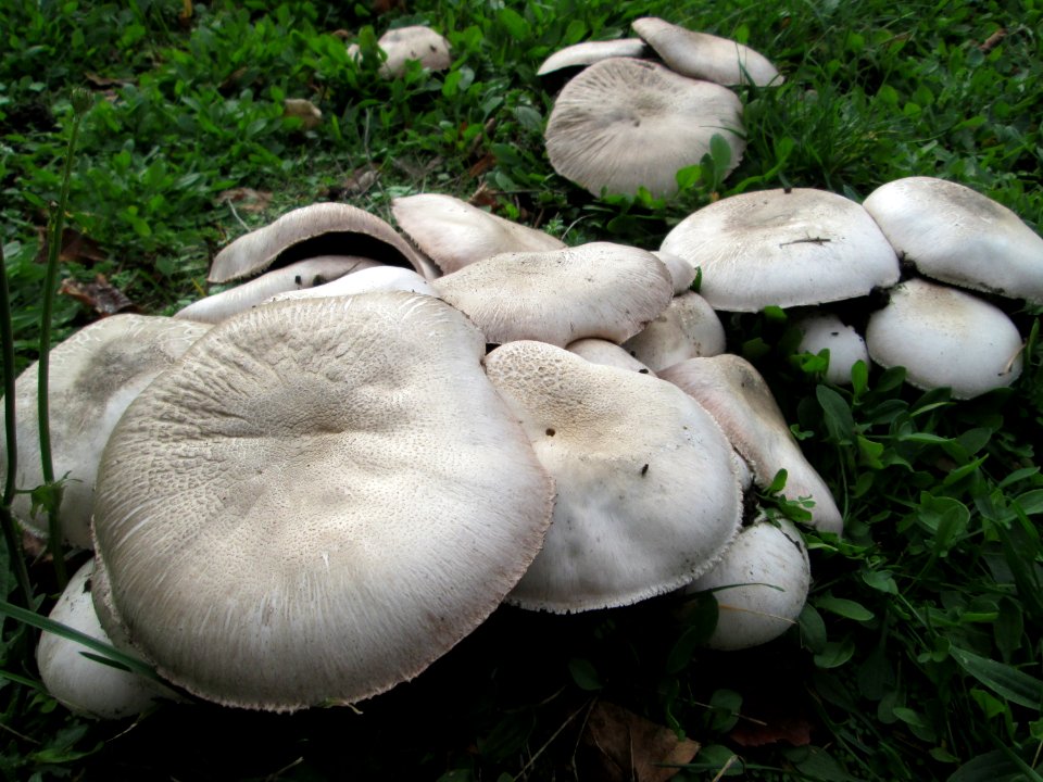 20191016Pilze_Güdingen1