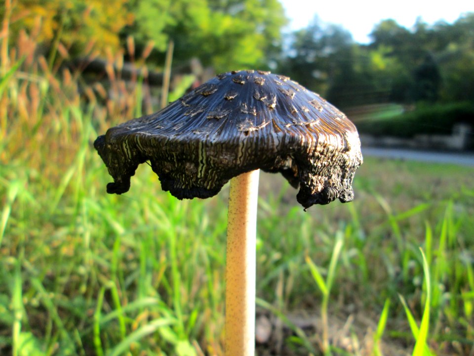 20191013Coprinus_comatus4