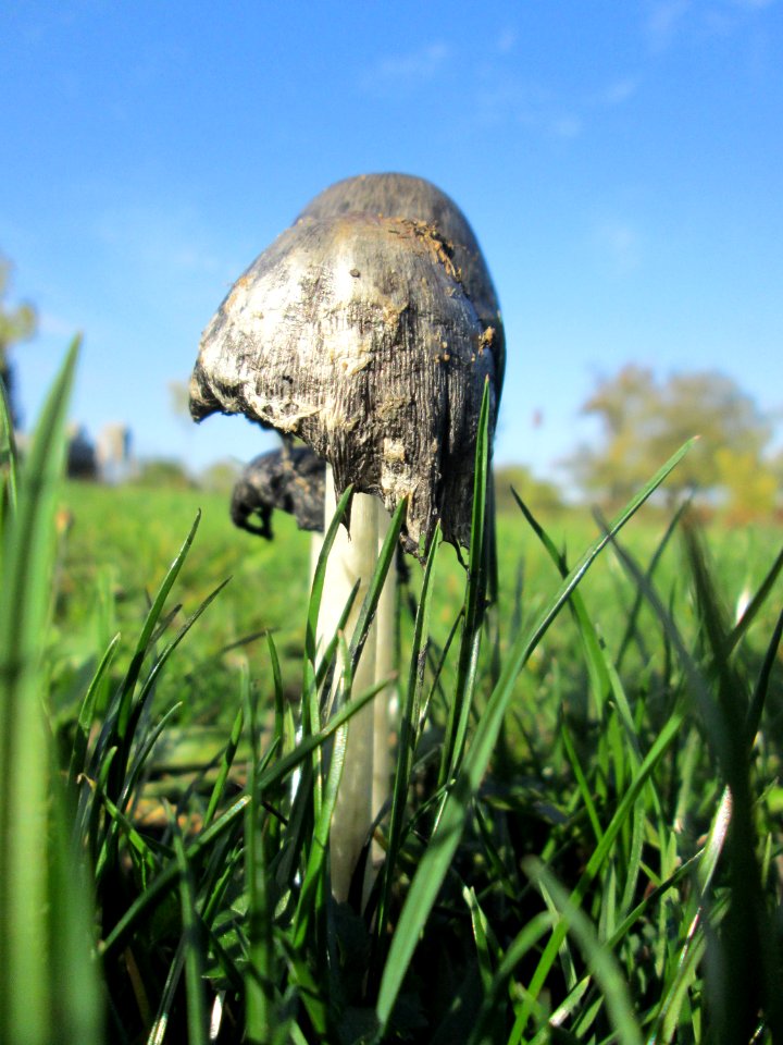 20191013Coprinopsis_atramentaria3
