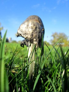 20191013Coprinopsis_atramentaria3