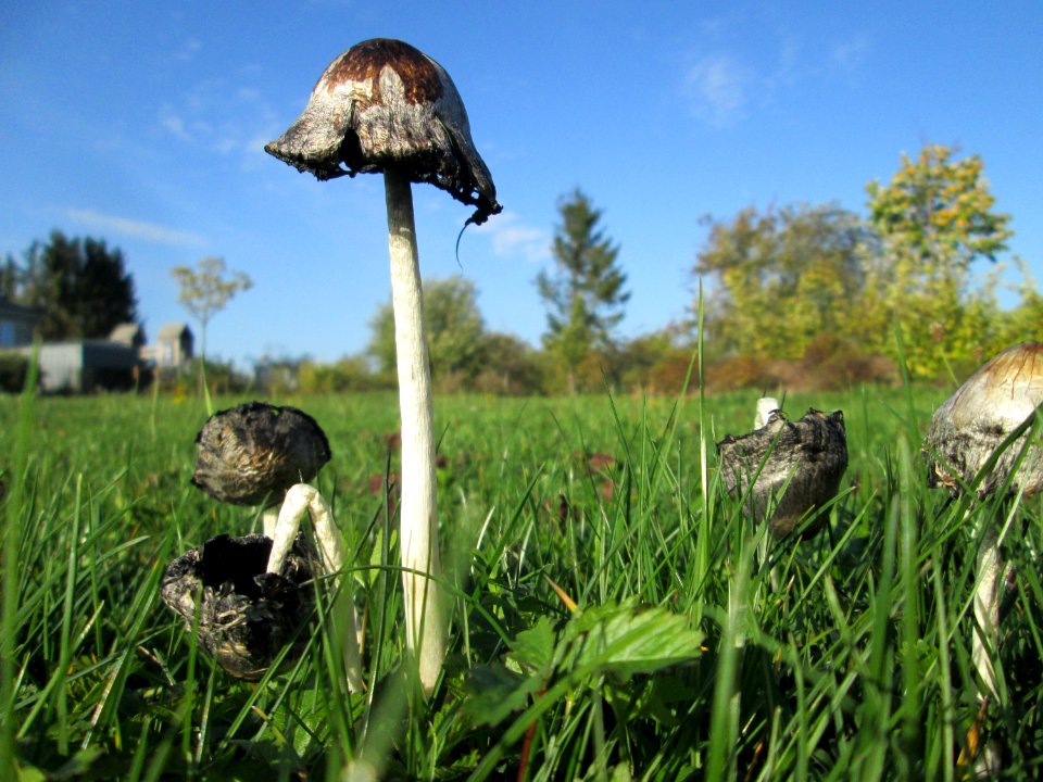 20191013Coprinopsis_atramentaria1