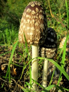 20191013Coprinus_comatus2