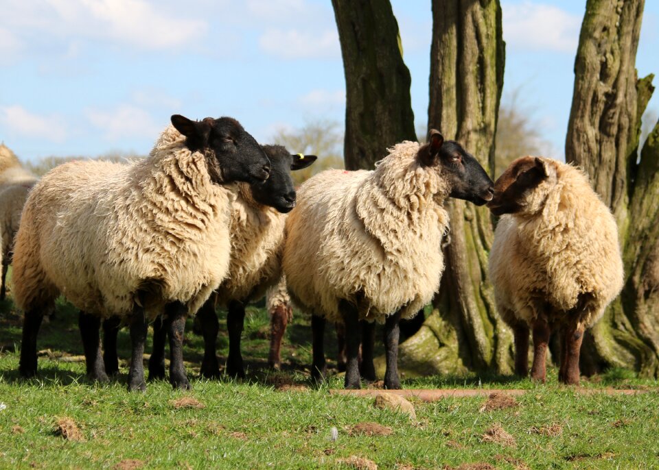 Farm agriculture wool