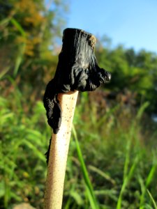 20191013Coprinus_comatus5