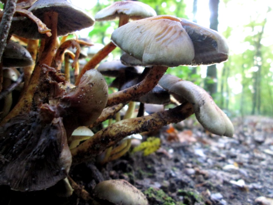 20191013Hypholoma_fasciculare7