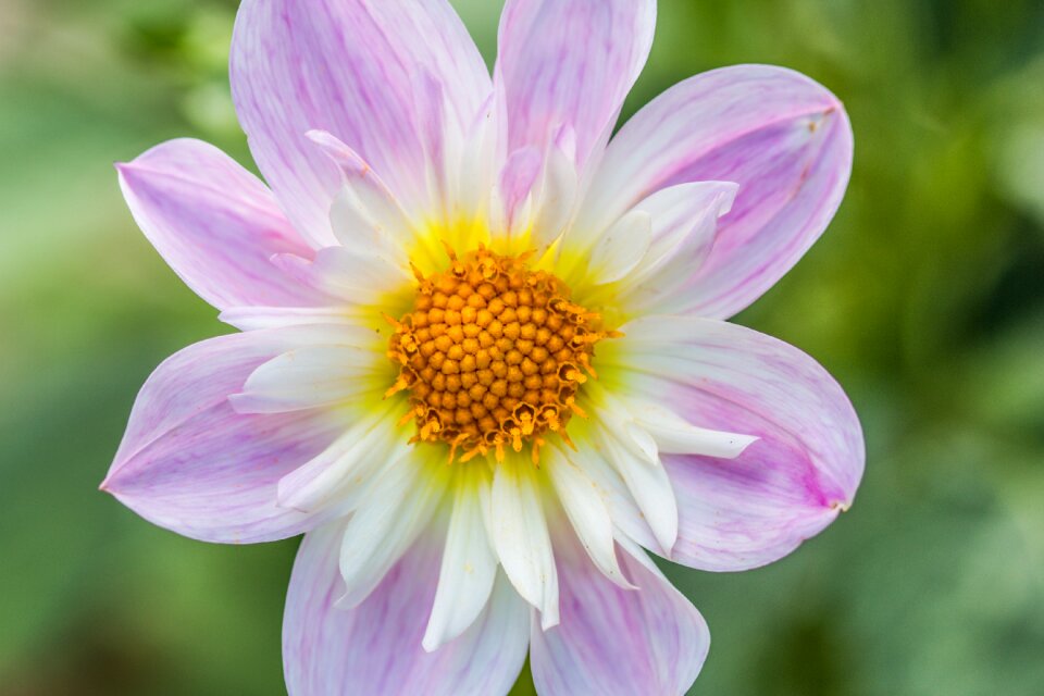 Blossom bloom macro