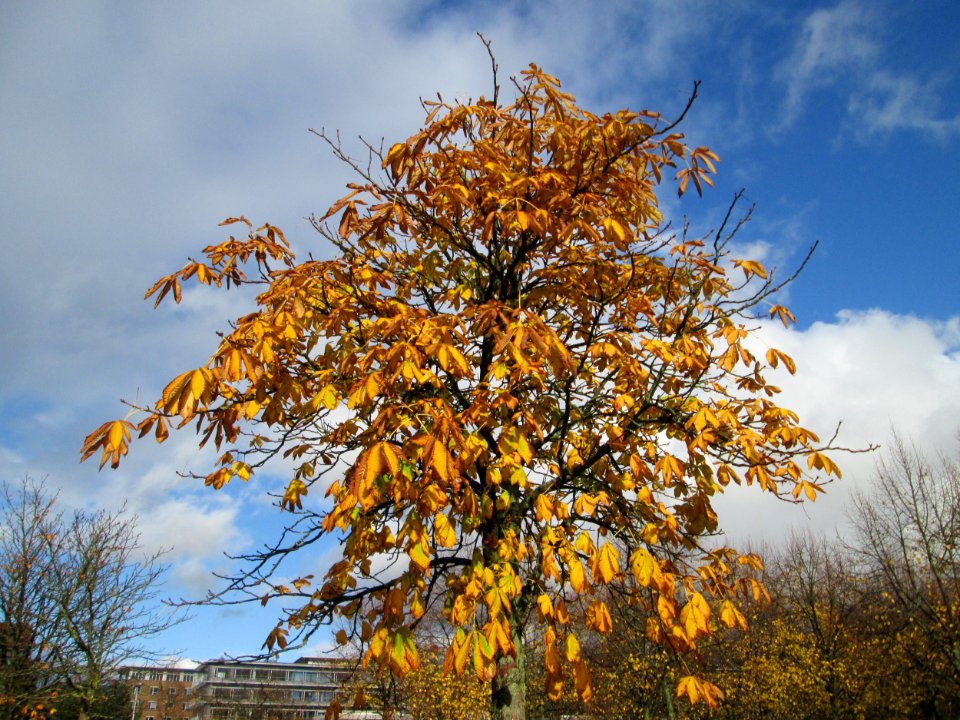 20191107Aesculus_hippocastanum
