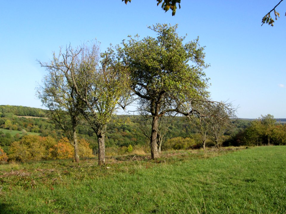 20191013Streuobstwiese_Spicheren1