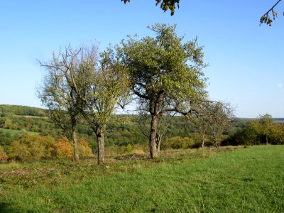 20191013Streuobstwiese_Spicheren1