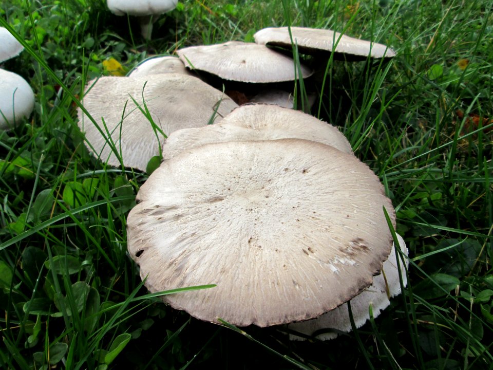 20191016Pilze_Güdingen4