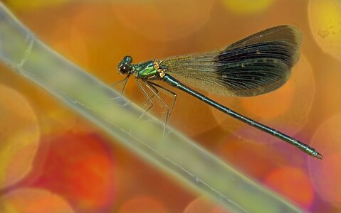 Dragonflies insect spring photo