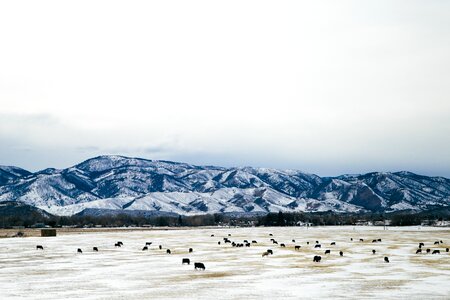 Snow animal farming