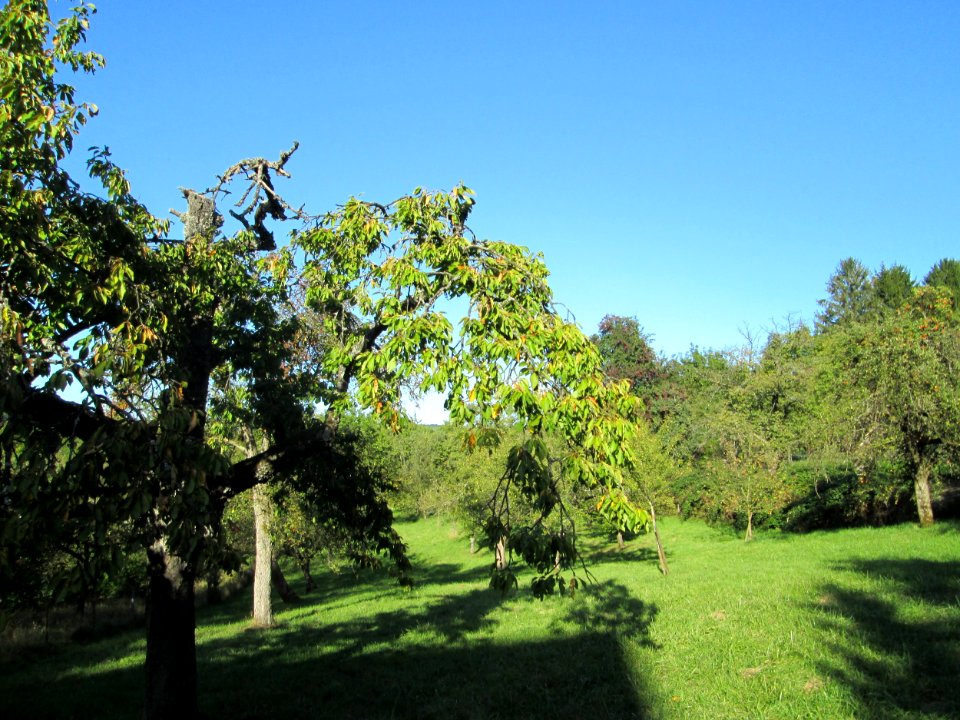20190918Streuobstwiese_Bischmisheim5