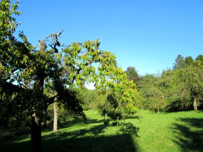 20190918Streuobstwiese_Bischmisheim5