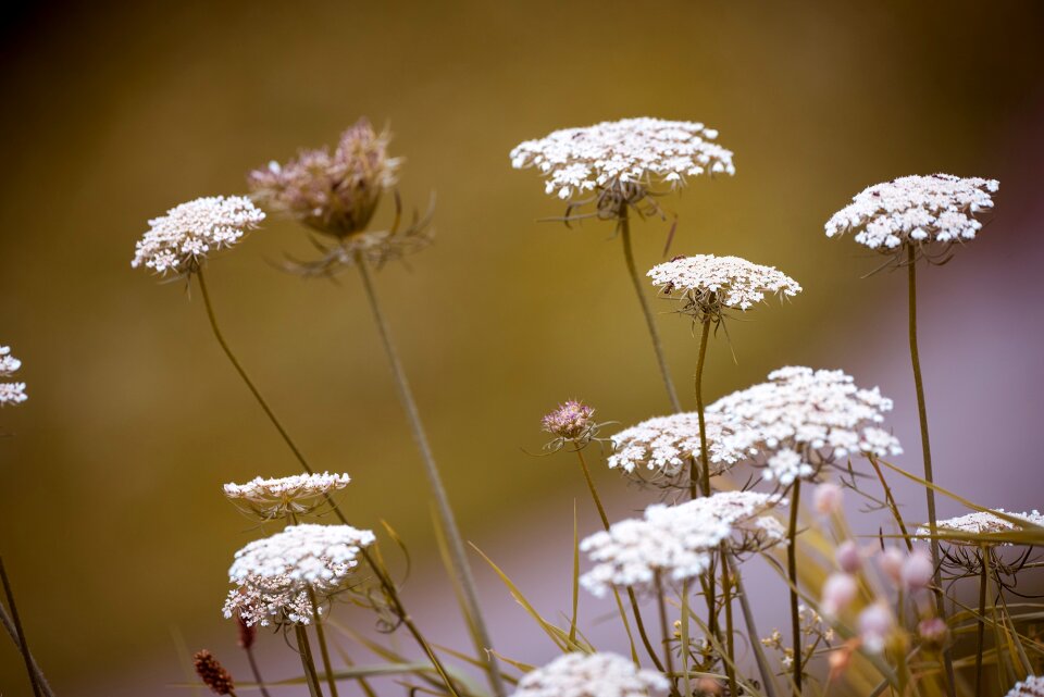 White flowers meadow natural lawn