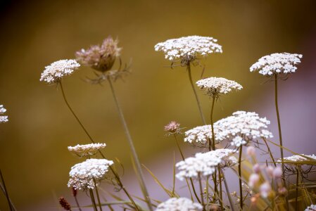 White flowers meadow natural lawn