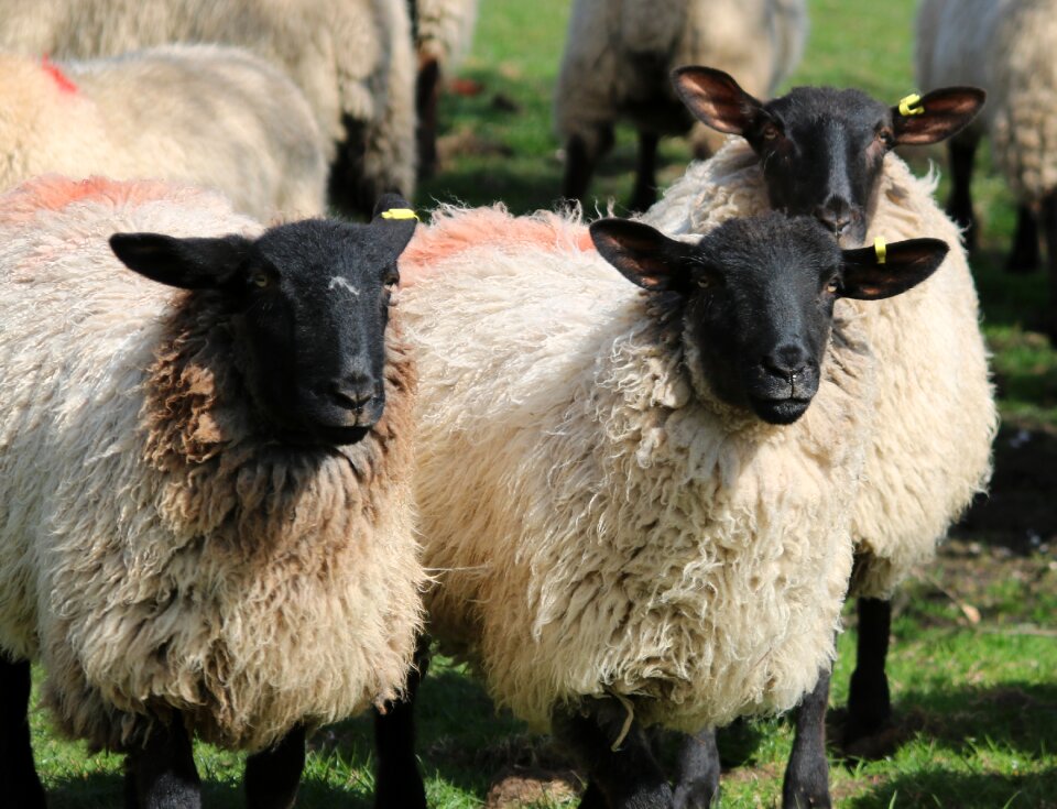 Farm agriculture wool