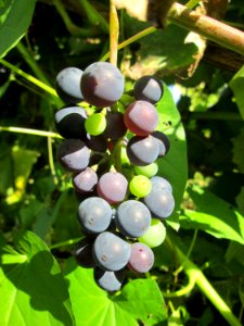 20190914Schrebergarten_Brebach7