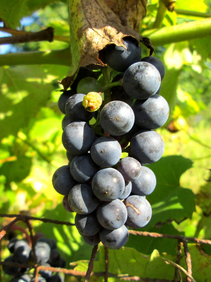 20190914Schrebergarten_Brebach8