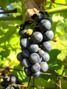 20190914Schrebergarten_Brebach8