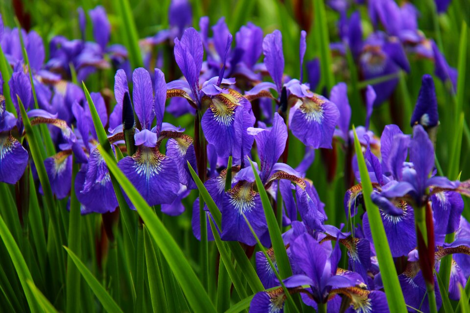 Blossom purple nature photo