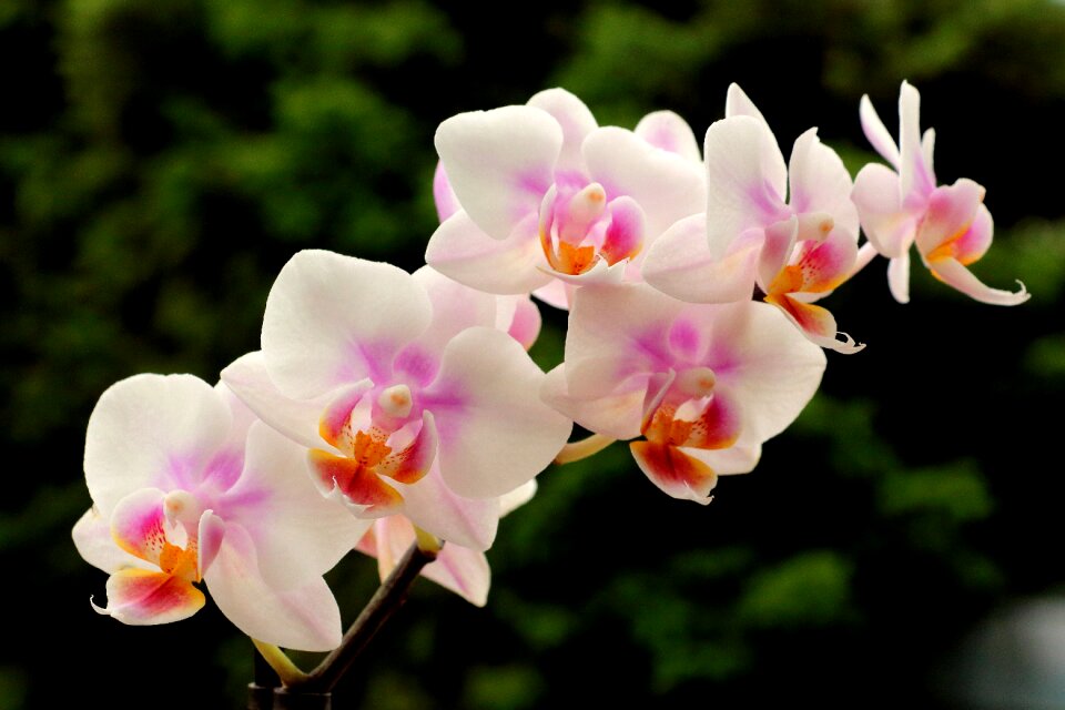 Blossom bloom flower