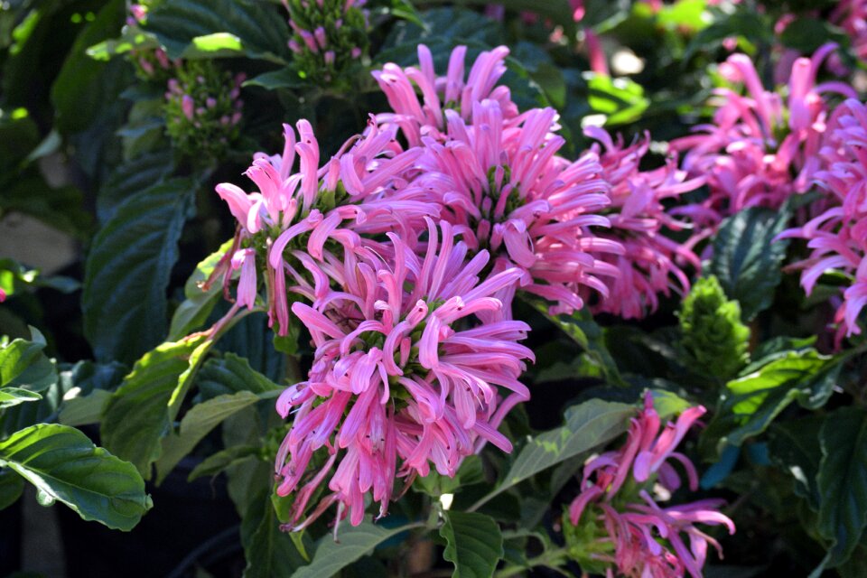 Garden botanical nature