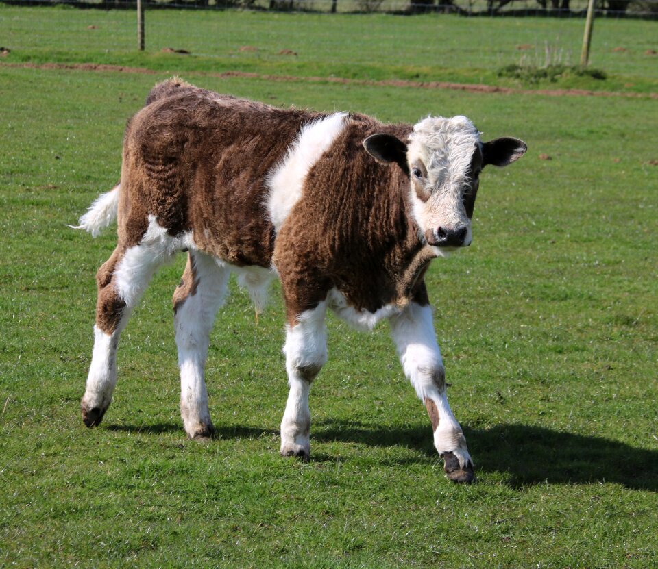 Animal cow agriculture