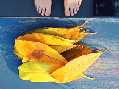 Yellow season october