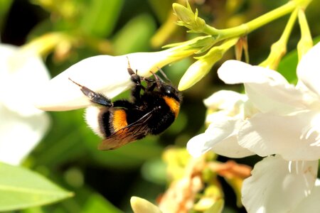 Hummel insect close up