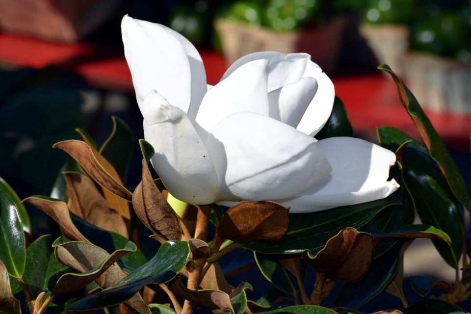 Botany southern magnolia