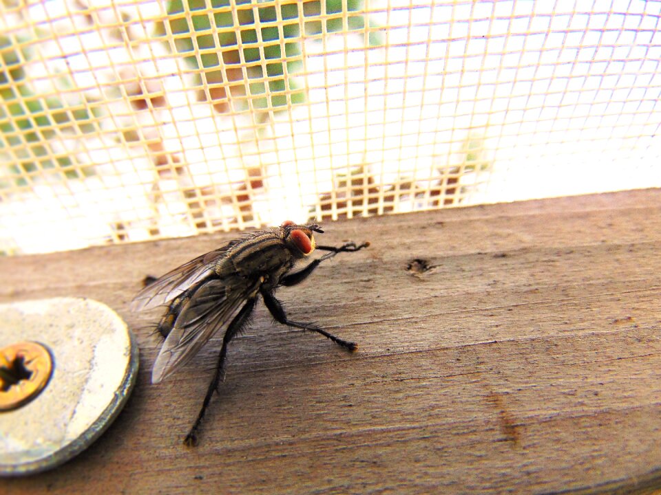 Nature housefly macro