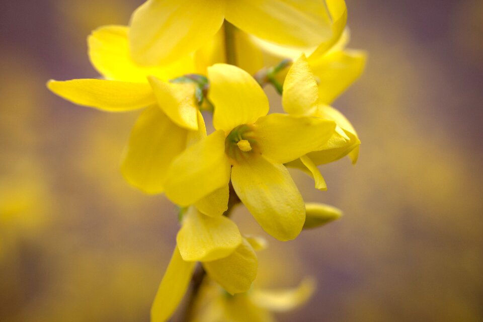 Yellow golden bells gold lilac