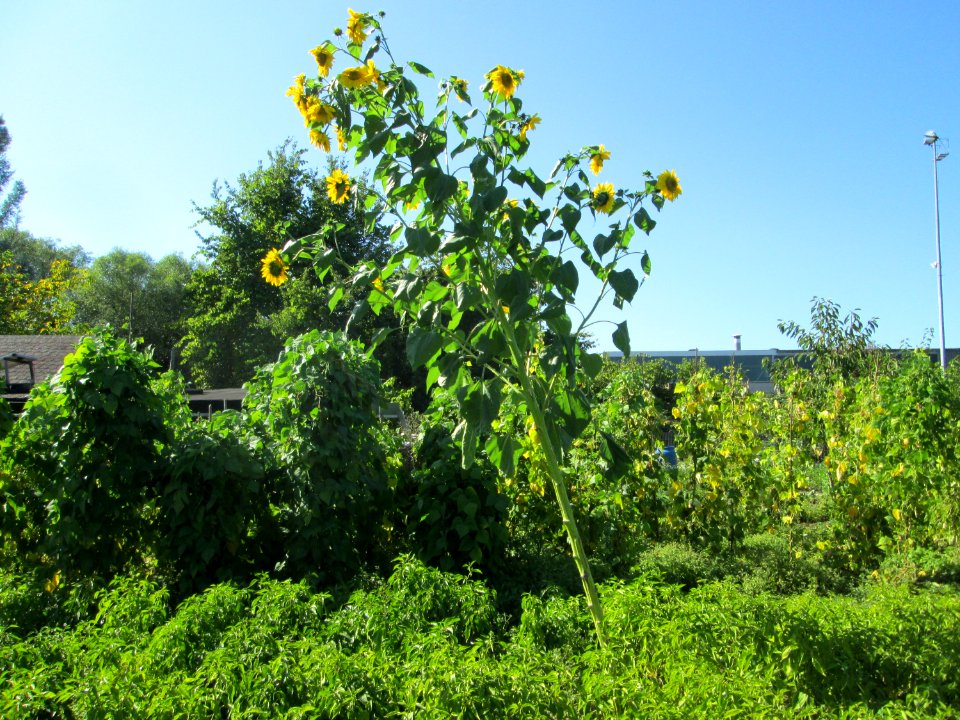 20190914Schrebergarten_Brebach5
