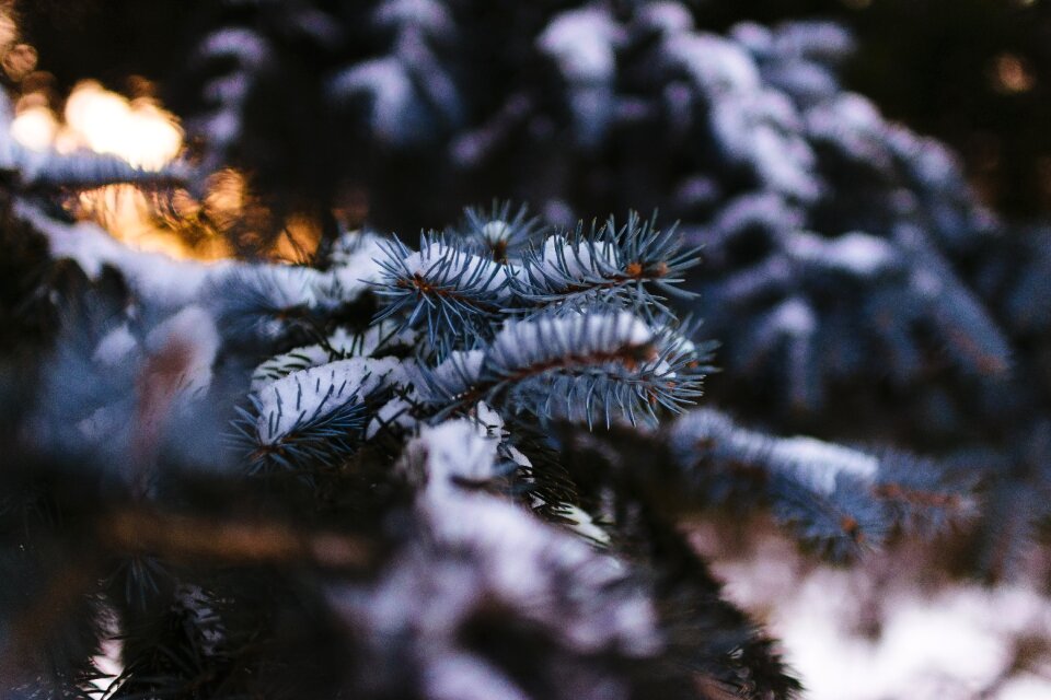 Winter green tree photo