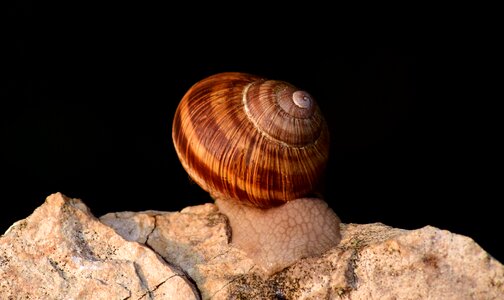 Close up snail shell spiral photo