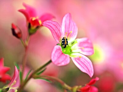 Figwort-flower beetle anthrenus scrophulariae pest