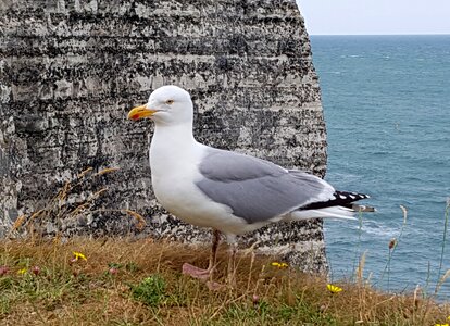 Coast sea cliff photo