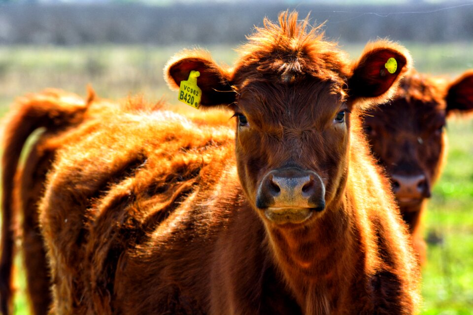 Nature veal animal