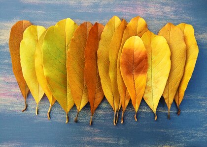 Yellow season october