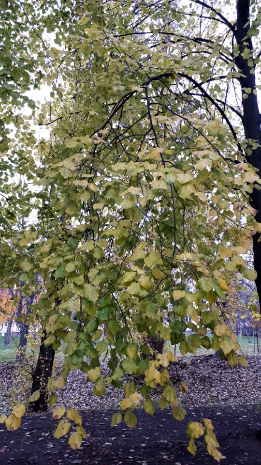 20191110_151029_November_2019_in_Białystok