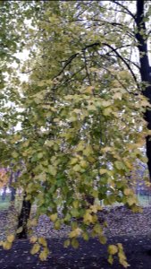 20191110_151029_November_2019_in_Białystok