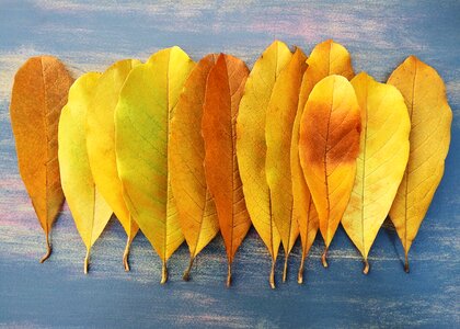 Yellow season october