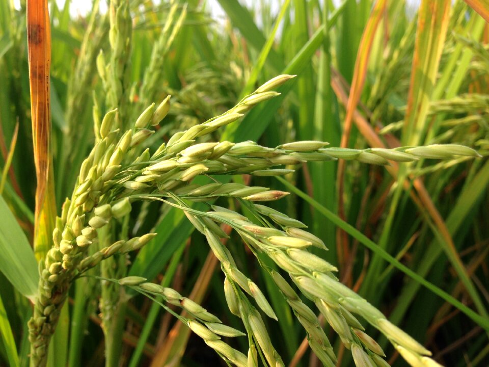 Rice rice field farms