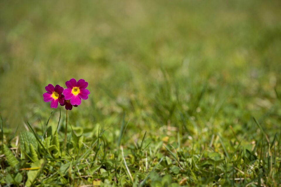 Red meadow primrose plant