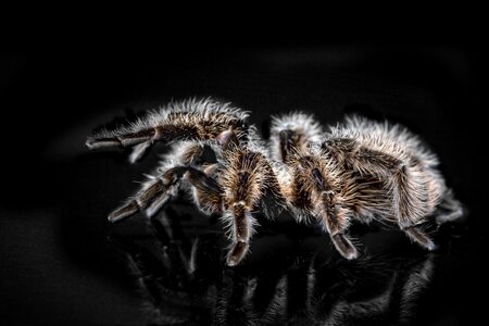 Hairy creepy fear