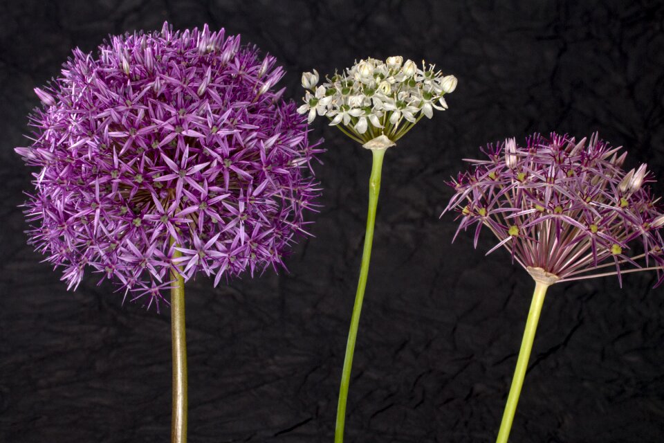 Ornamental onion pink white photo