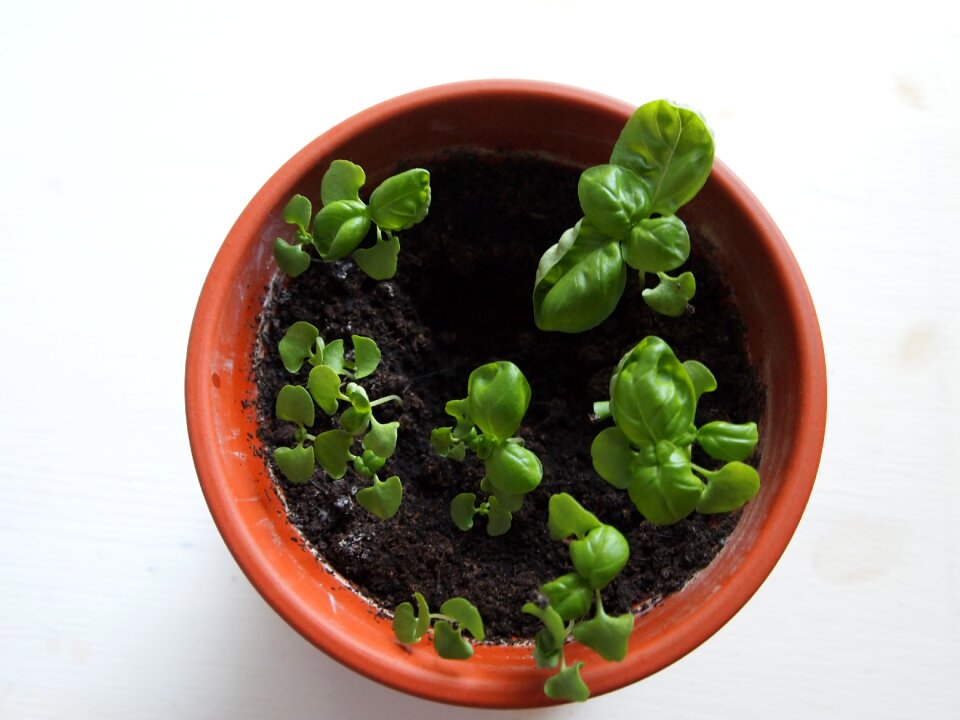 Green gardening fresh